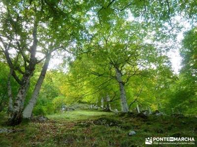 Hayedos Parque Natural de Redes;excursiones madrid fines de semana rio jarama